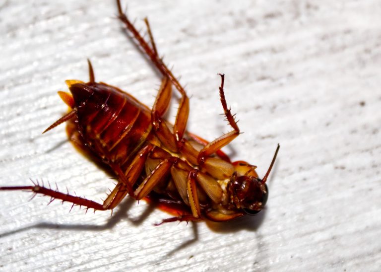 Does Bleach Kill Roaches Survival Tech Shop